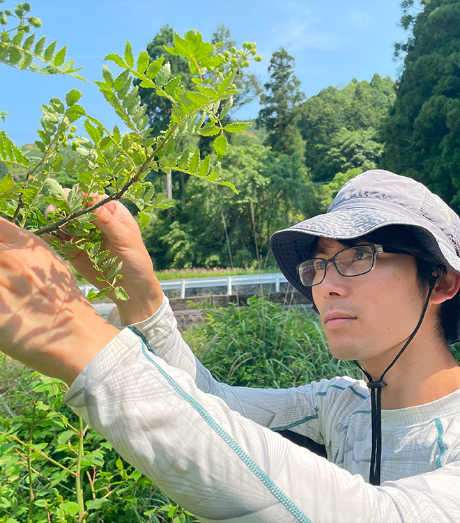 ぶどう山椒の歴史